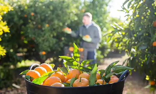 Citrus Fertilizers: Improving Fruit Quality Under Climate Stress